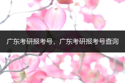 广东考研报考号，广东考研报考号查询