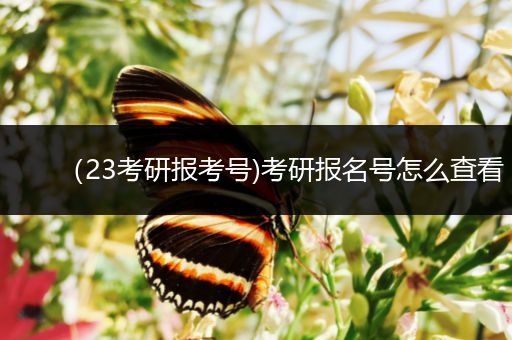 （23考研报考号)考研报名号怎么查看