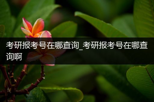 考研报考号在哪查询_考研报考号在哪查询啊