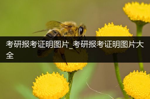 考研报考证明图片_考研报考证明图片大全