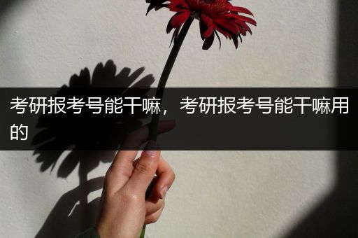 考研报考号能干嘛，考研报考号能干嘛用的